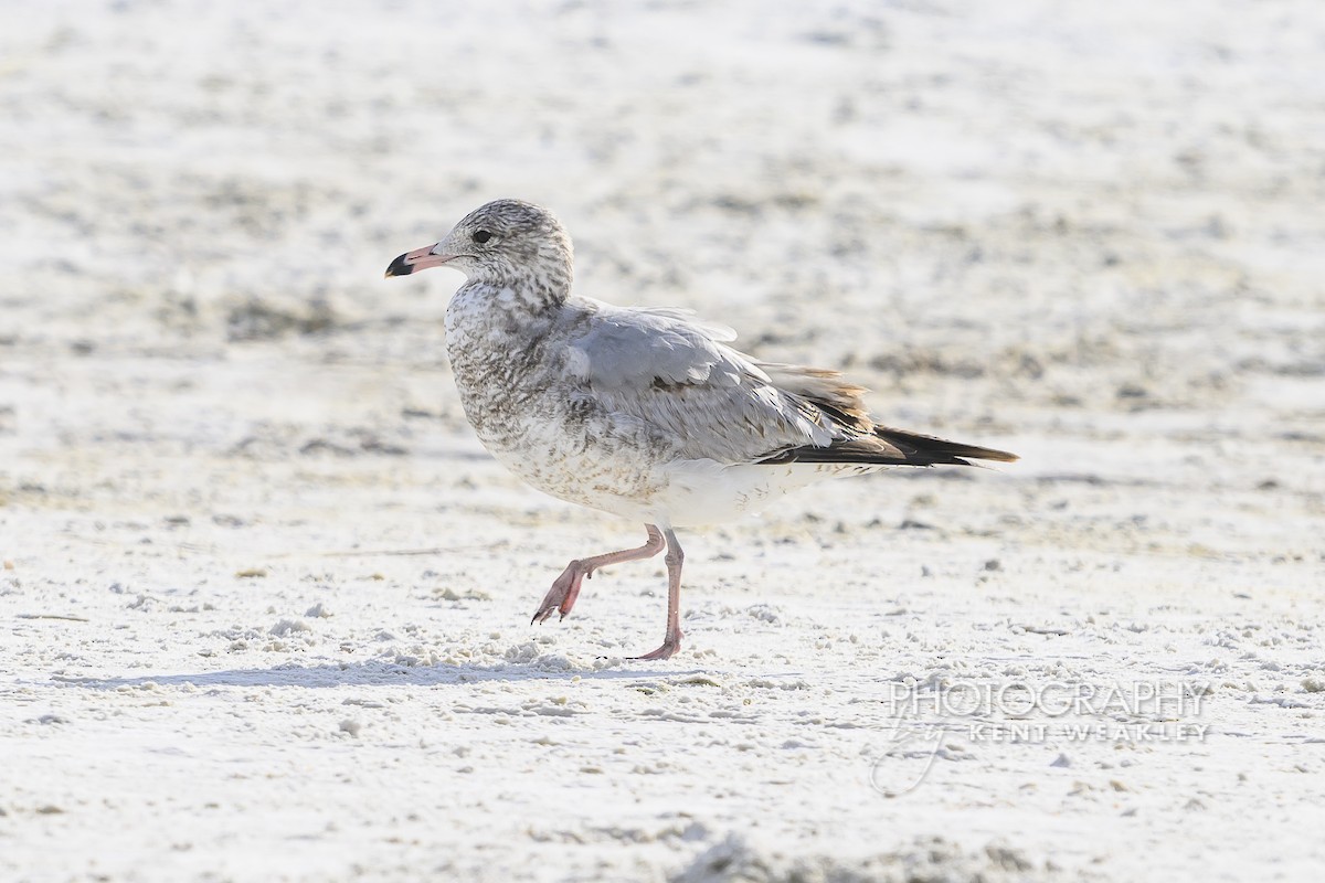 ringnebbmåke - ML646896873