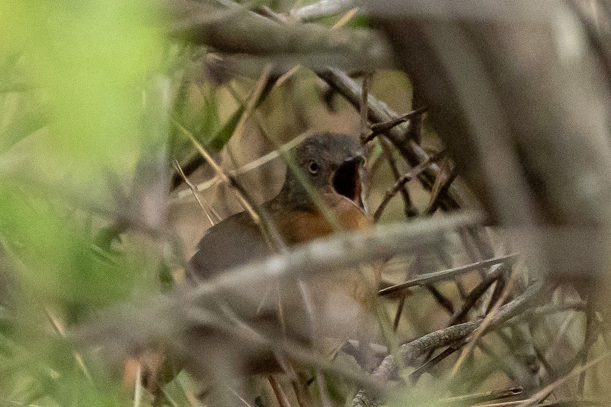 Victorin's Warbler - ML646896875