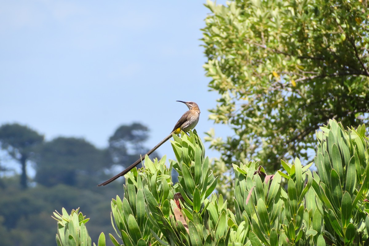 Cape Sugarbird - ML646896881