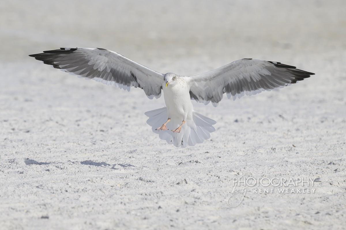 sildemåke - ML646896883