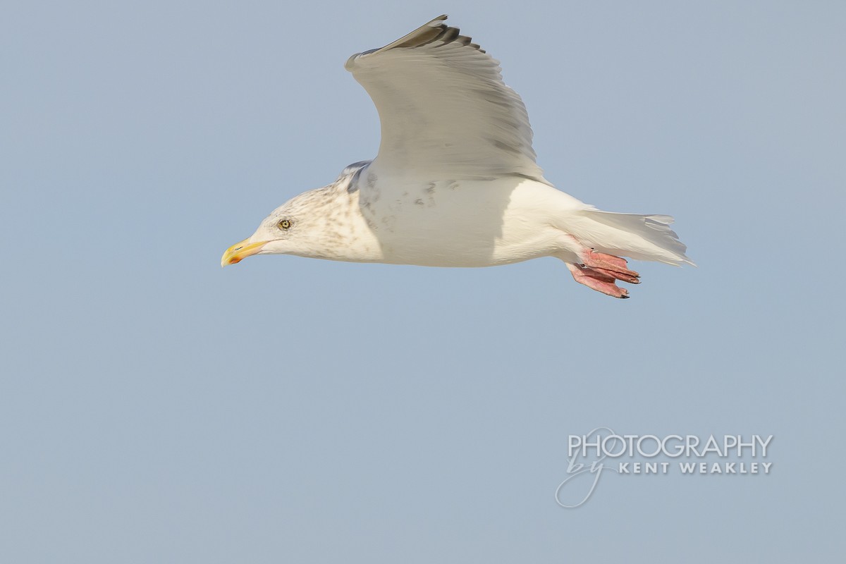 sildemåke - ML646896884