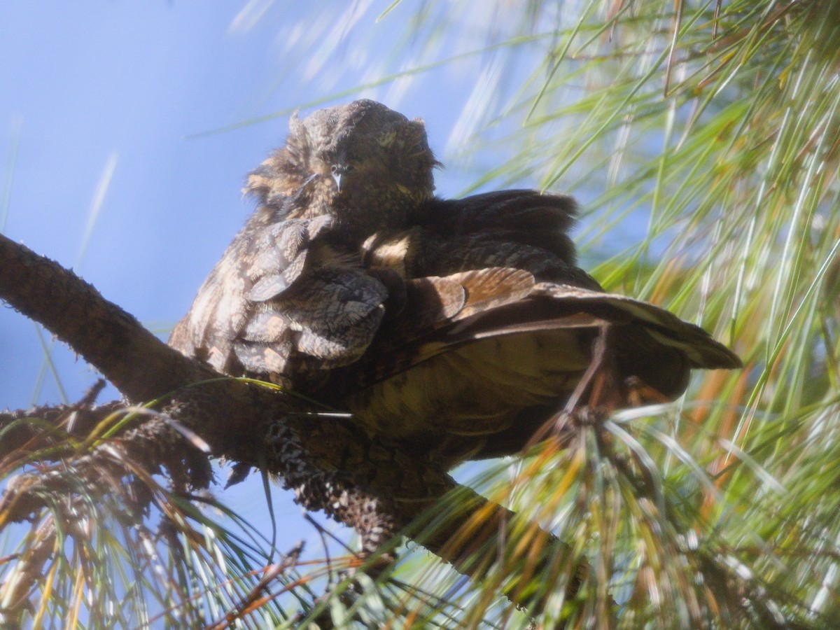 Gray Nightjar - ML646896891