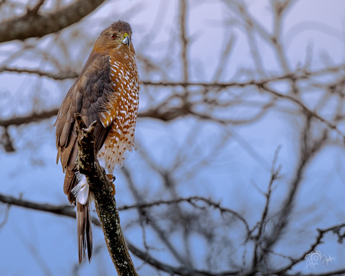 Cooper's Hawk - ML646896892