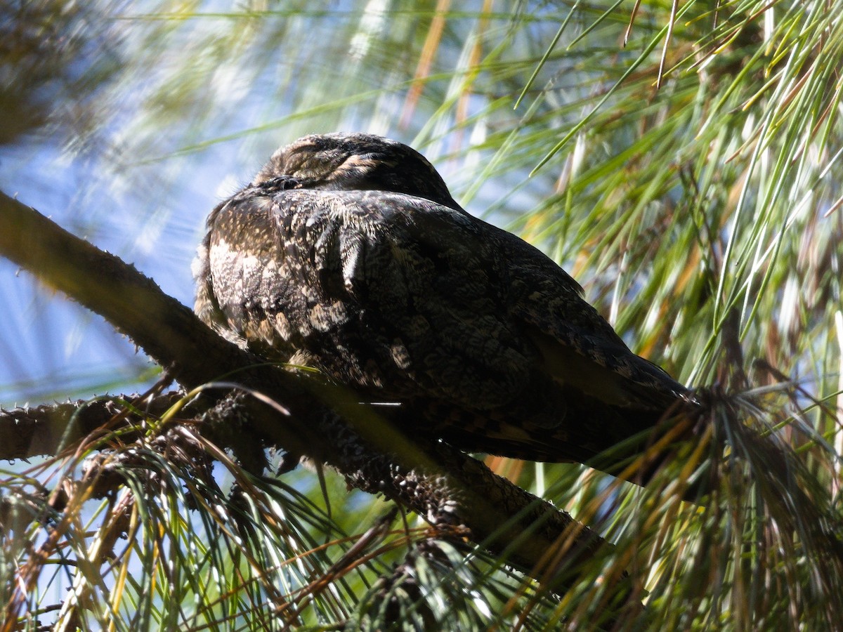 Gray Nightjar - ML646896893