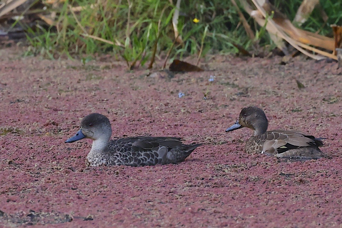 Gray Teal - ML646896909