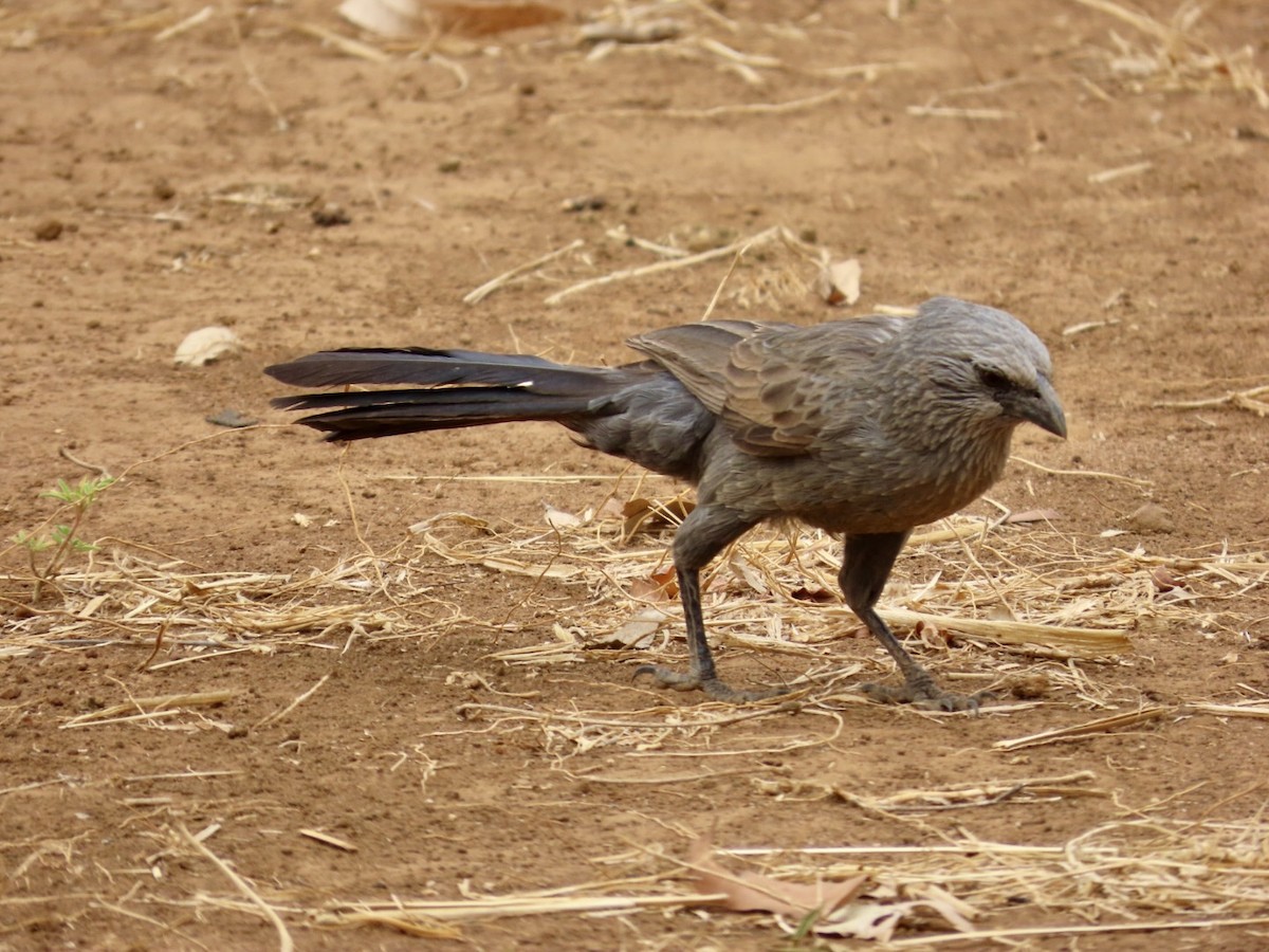 Apostlebird - ML646896911