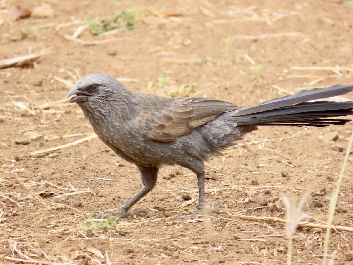 Apostlebird - ML646896912