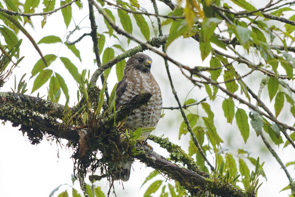 Broad-winged Hawk - ML646896918