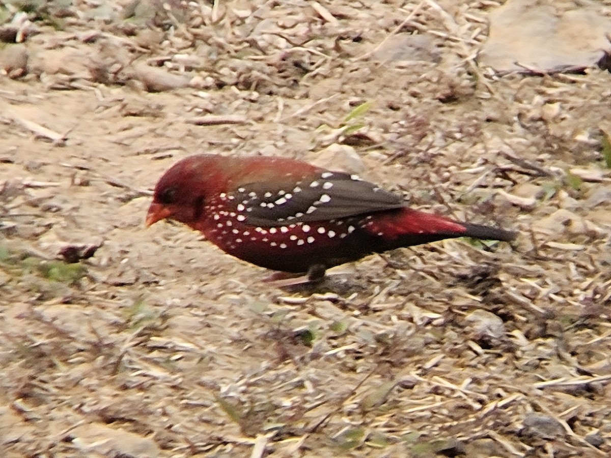 Red Avadavat - ML646896921