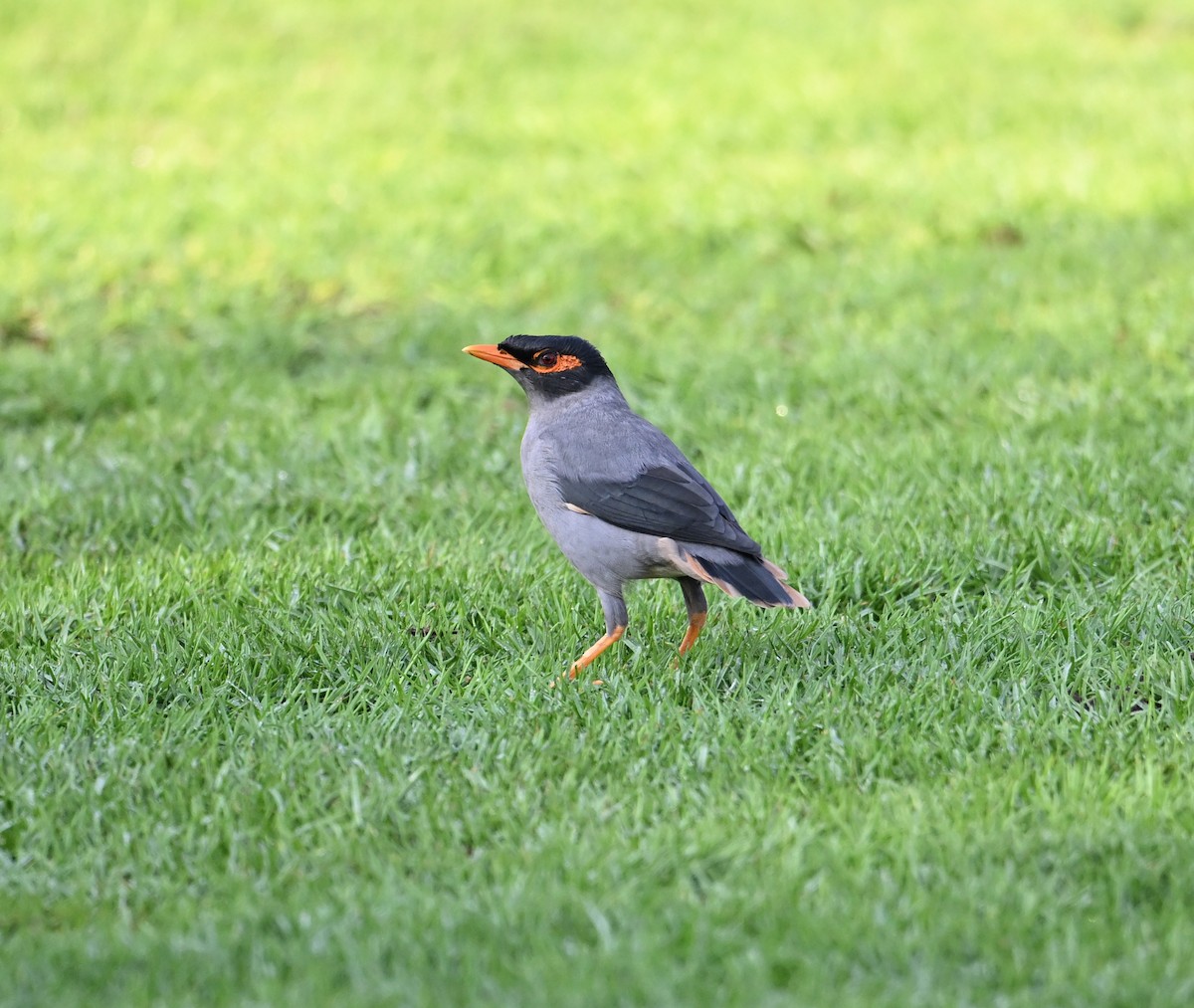 Майна берегова - ML646896923