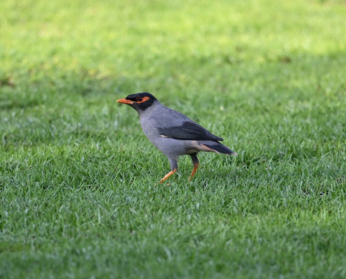 Ufermaina - ML646896924