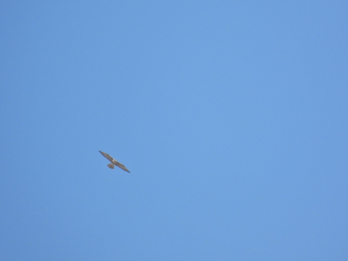 Peregrine Falcon - ML646896928