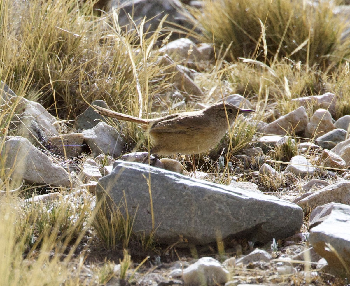 Cordilleran Canastero - ML646896929