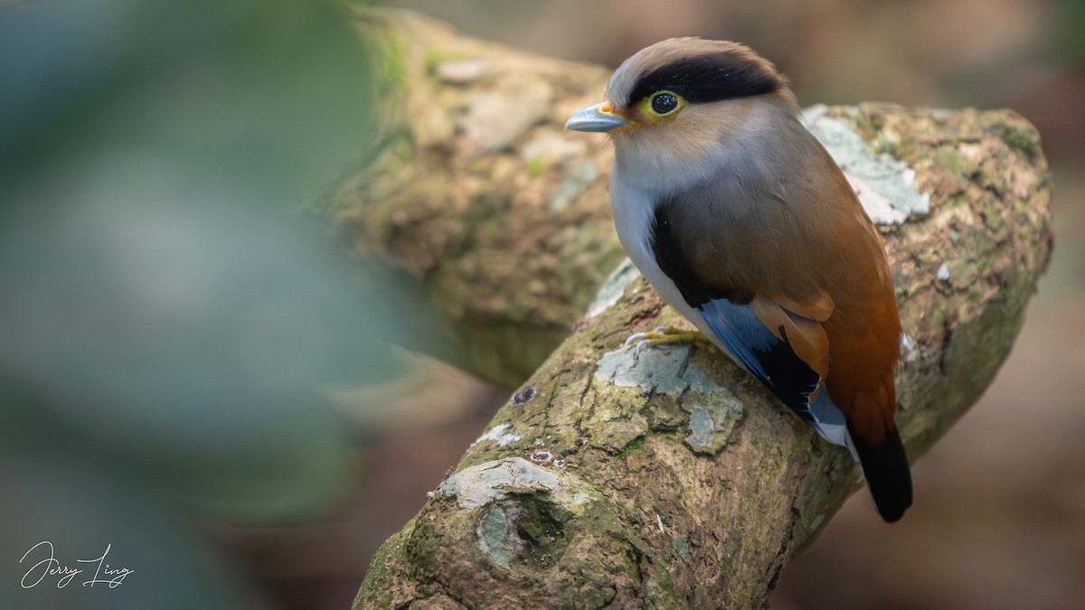Silver-breasted Broadbill - ML646896930