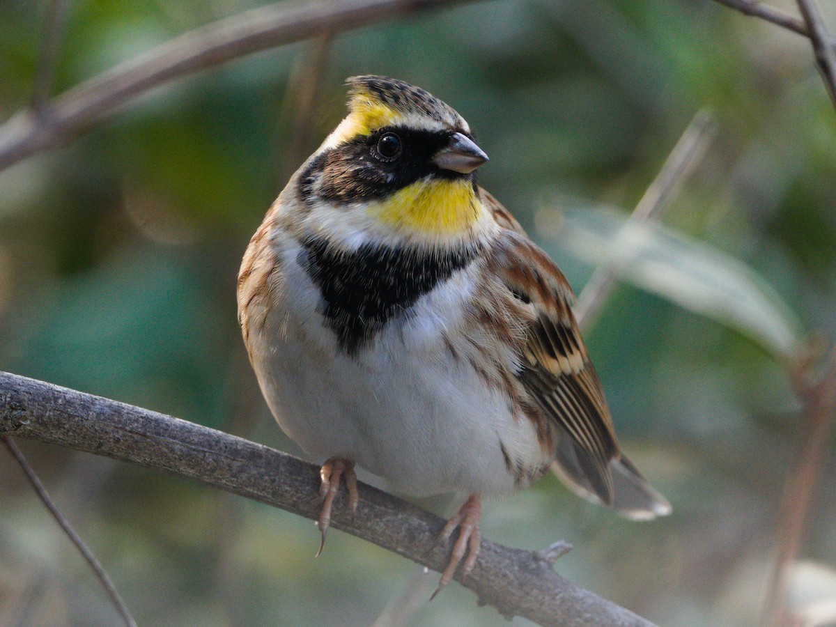 Yellow-throated Bunting - ML646896931