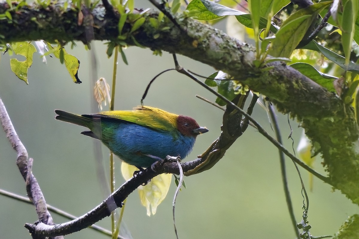 チャガシラフウキンチョウ（albertinae グループ） - ML646896932