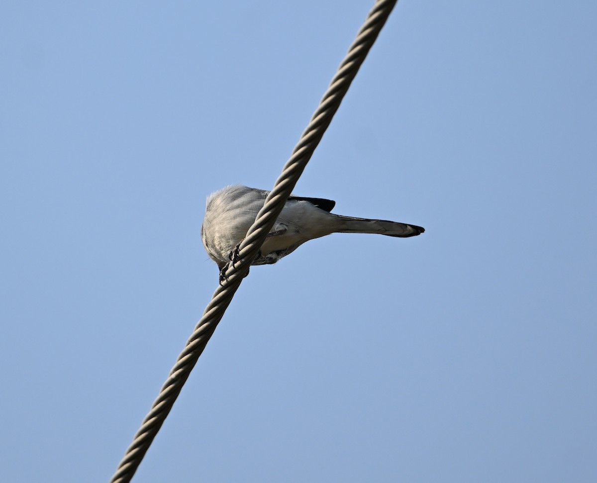 Raubwürger (aucheri/buryi) - ML646896936