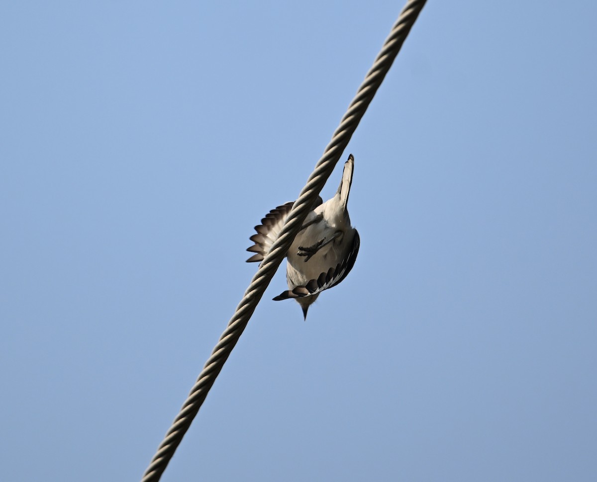 Raubwürger (aucheri/buryi) - ML646896937