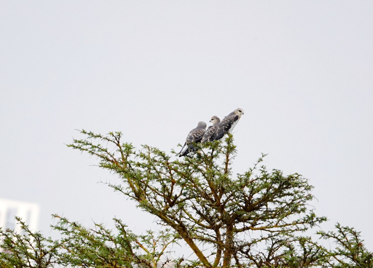 Black-winged Kite - ML646896942