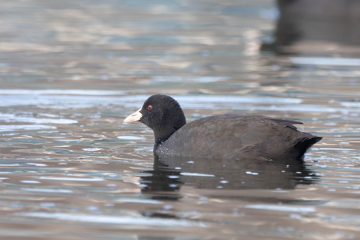 オオバン - ML646896945