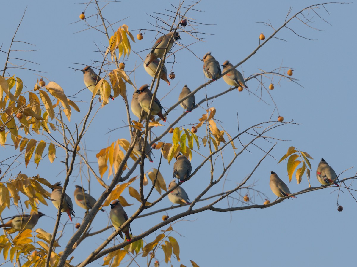 Japanese Waxwing - ML646896950