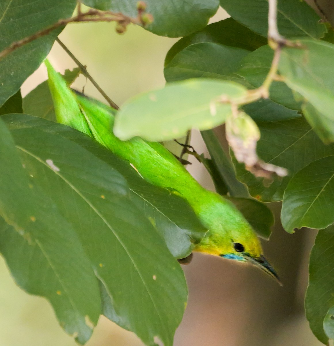 Jerdonblattvogel - ML646896951