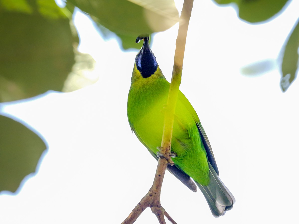 Зеленчик індійський - ML646896953