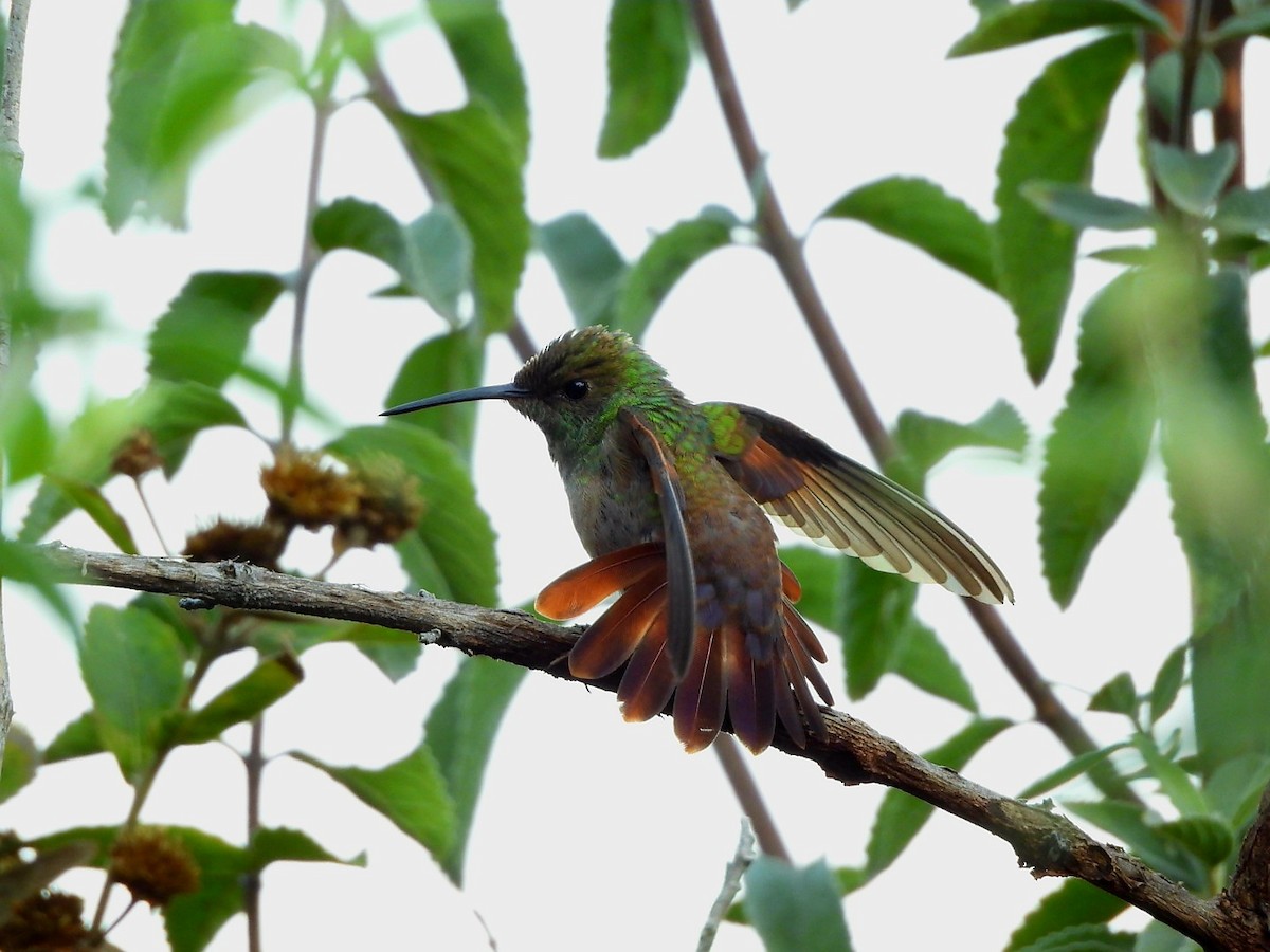 Berylline Hummingbird - ML646896959