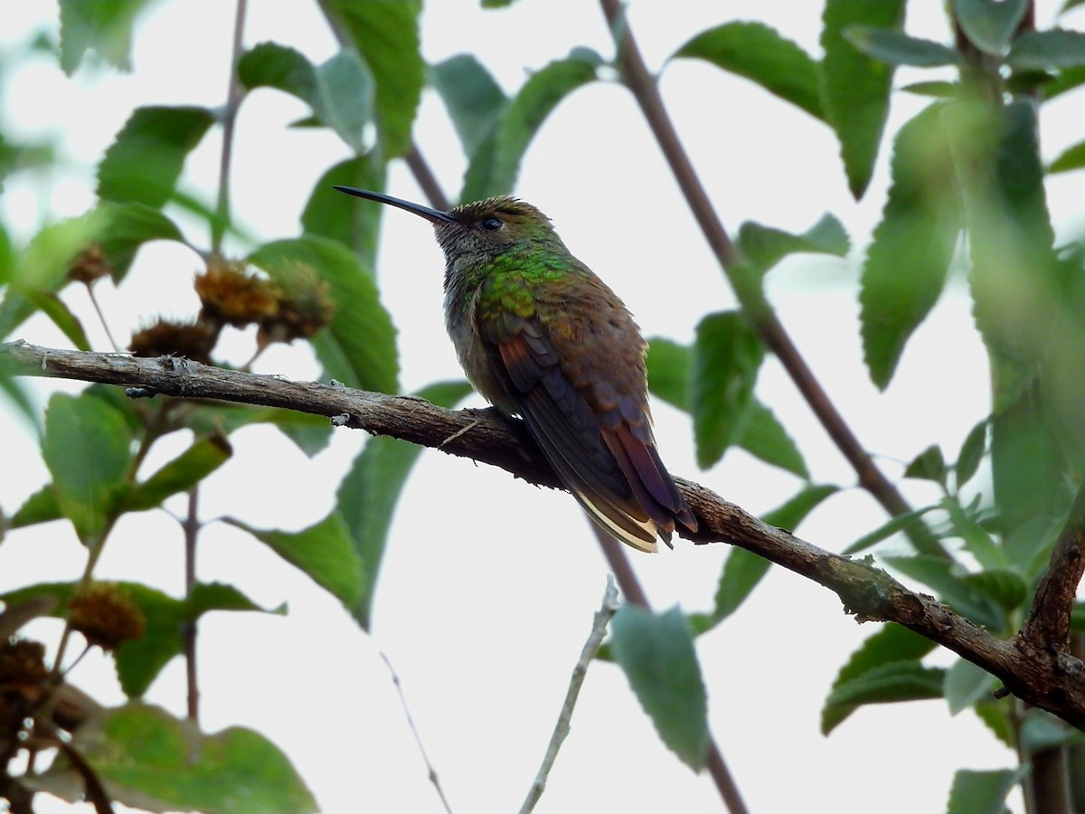 Berylline Hummingbird - ML646896960