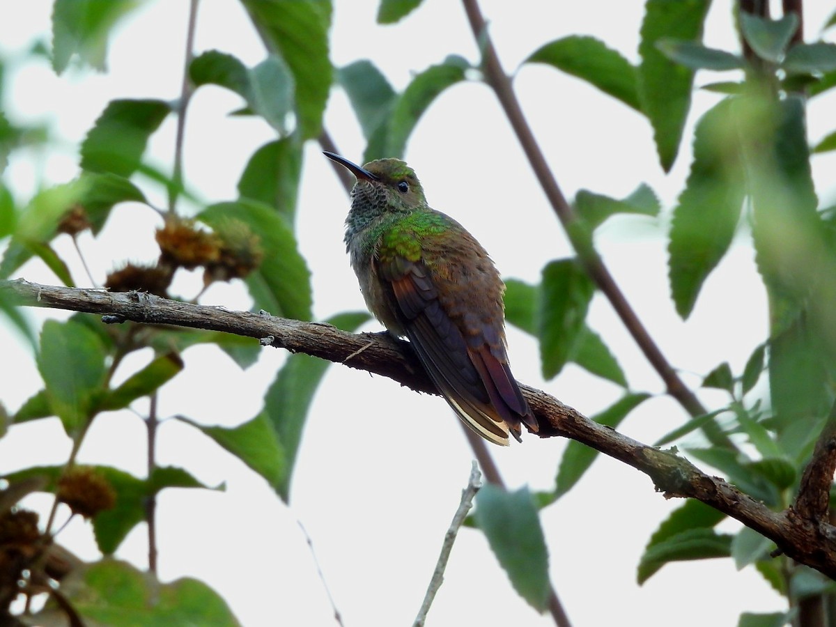 Berylline Hummingbird - ML646896961