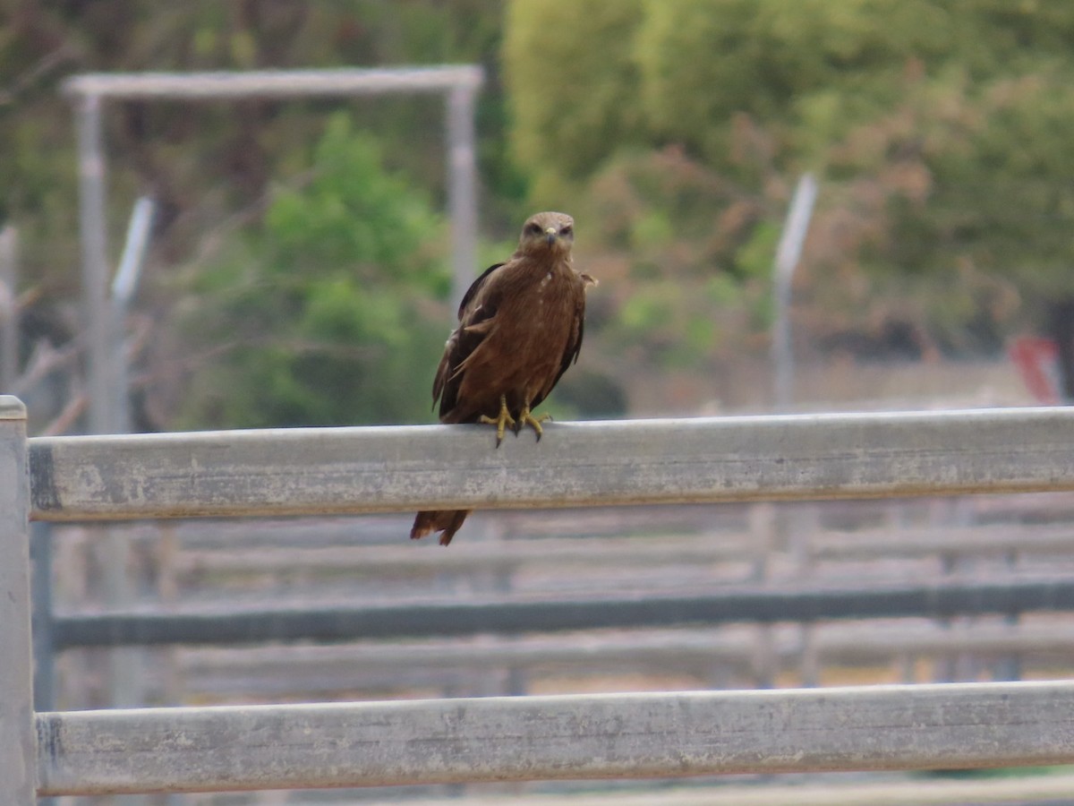 Black Kite - ML646896968