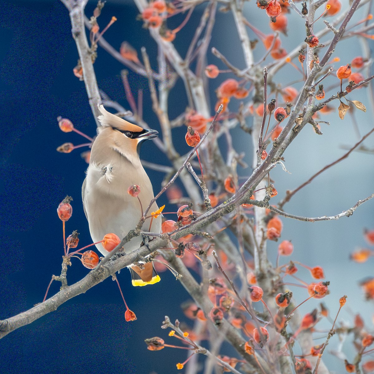 Ampelis Europeo - ML646896970