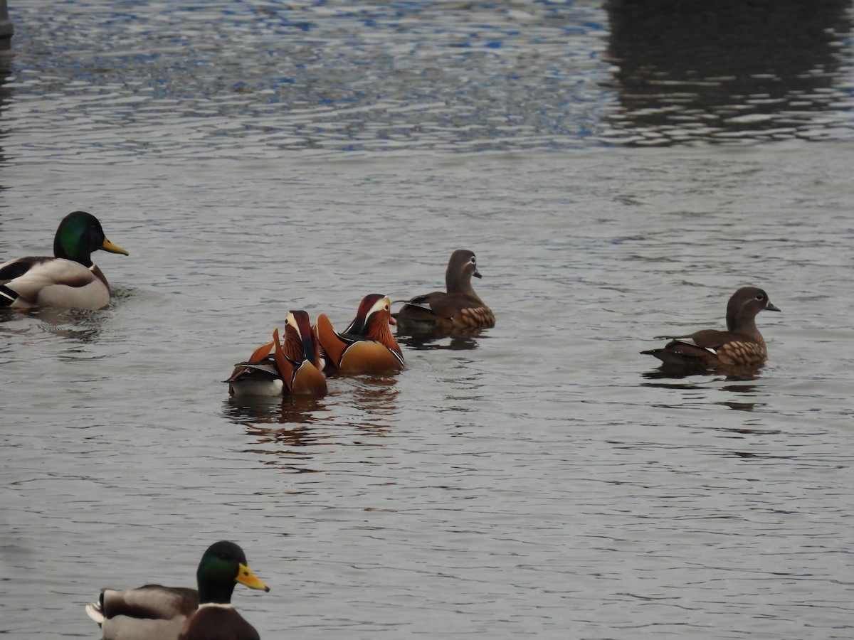 מנדרין סיני - ML646896971