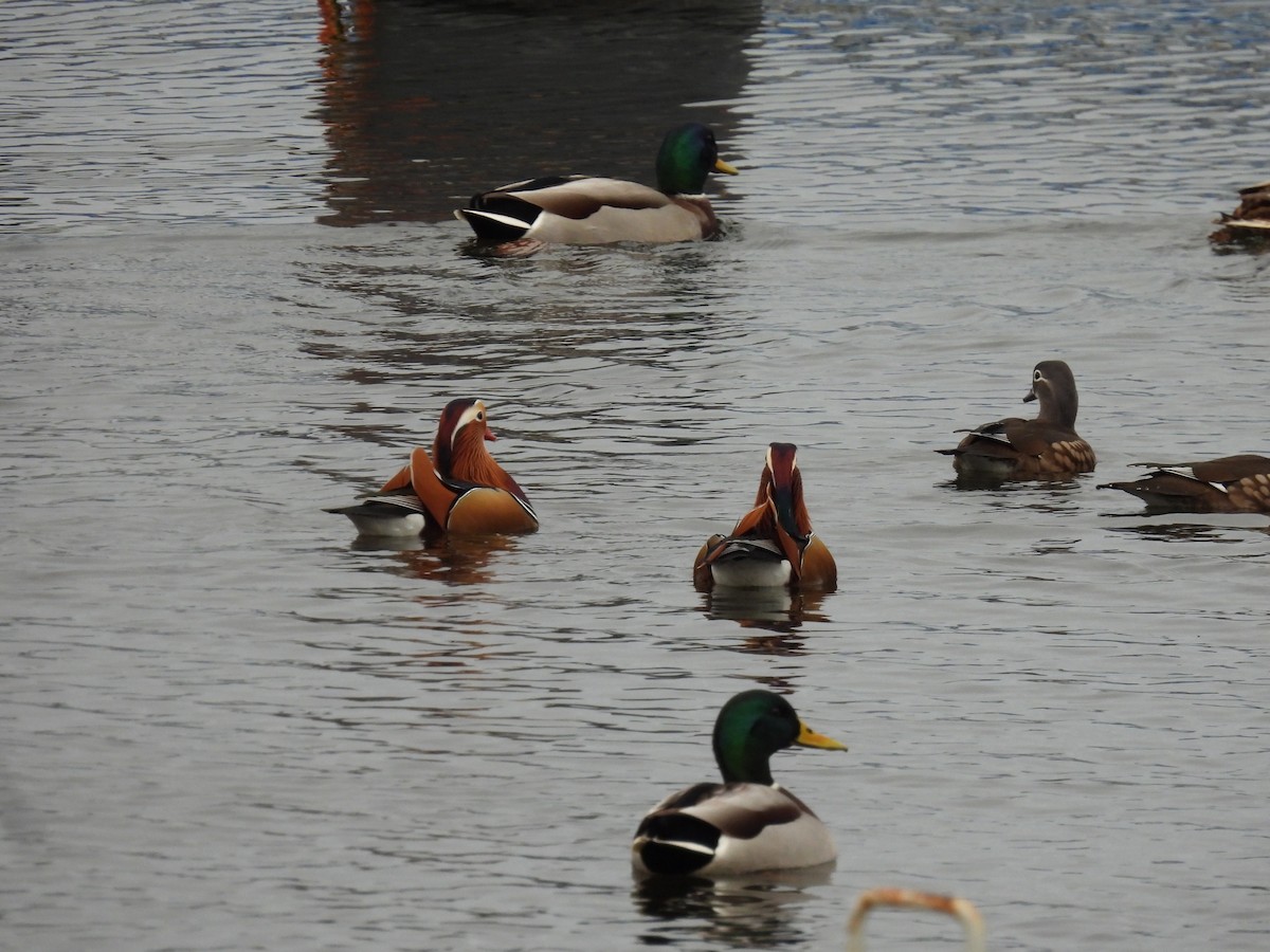 מנדרין סיני - ML646896973