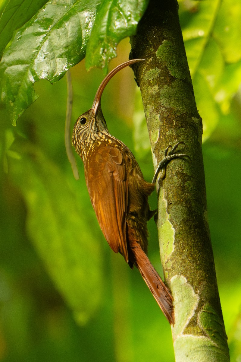 Tapajos Scythebill (Tapajos) - ML646896974