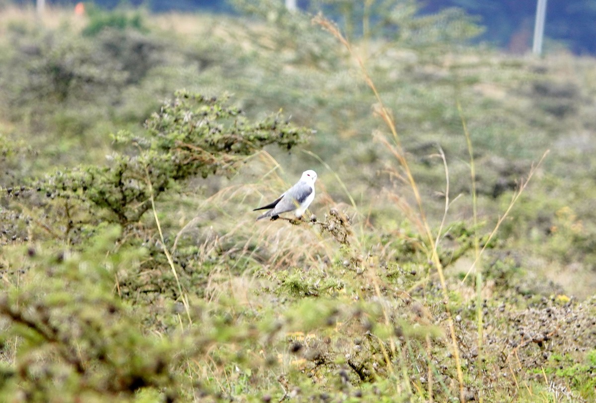 Black-winged Kite - ML646896976