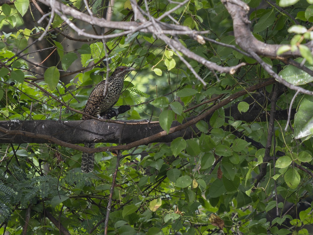 Asian Koel - ML646896978