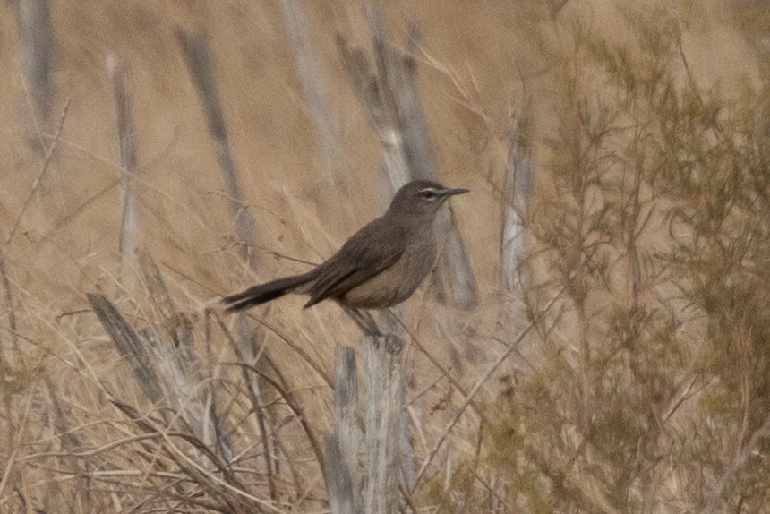 Karoo Scrub-Robin - ML646896979