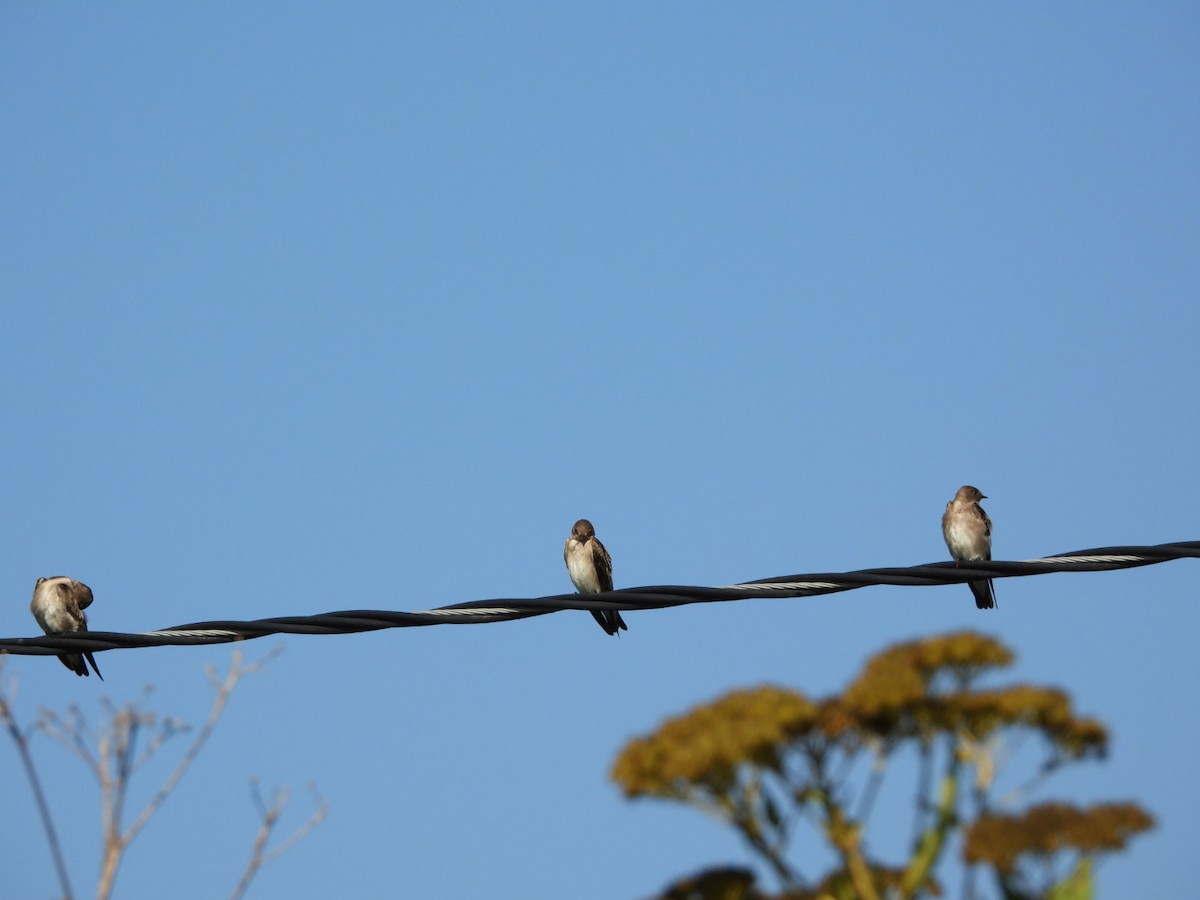 Graukehlschwalbe - ML646896981