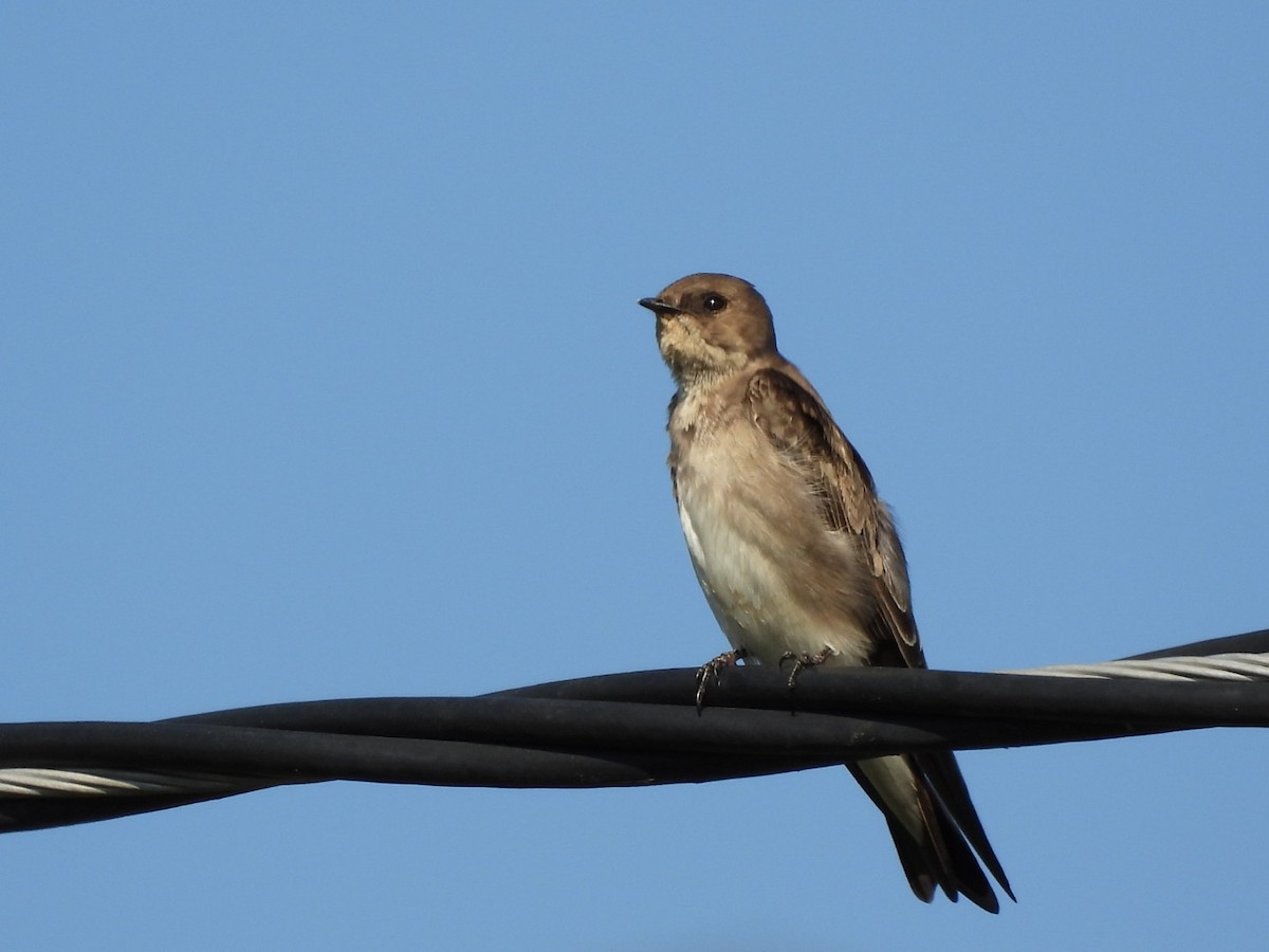 Graukehlschwalbe - ML646896982