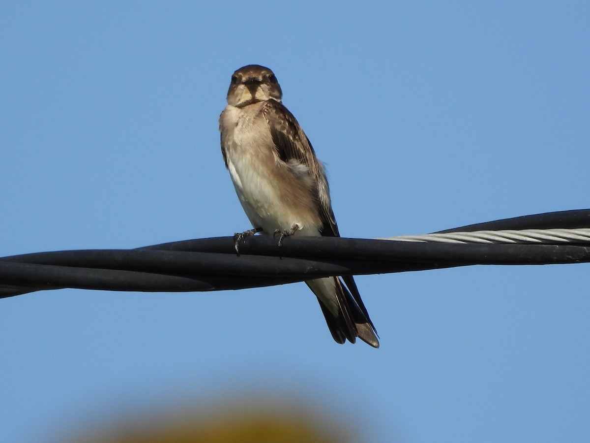 Graukehlschwalbe - ML646896983