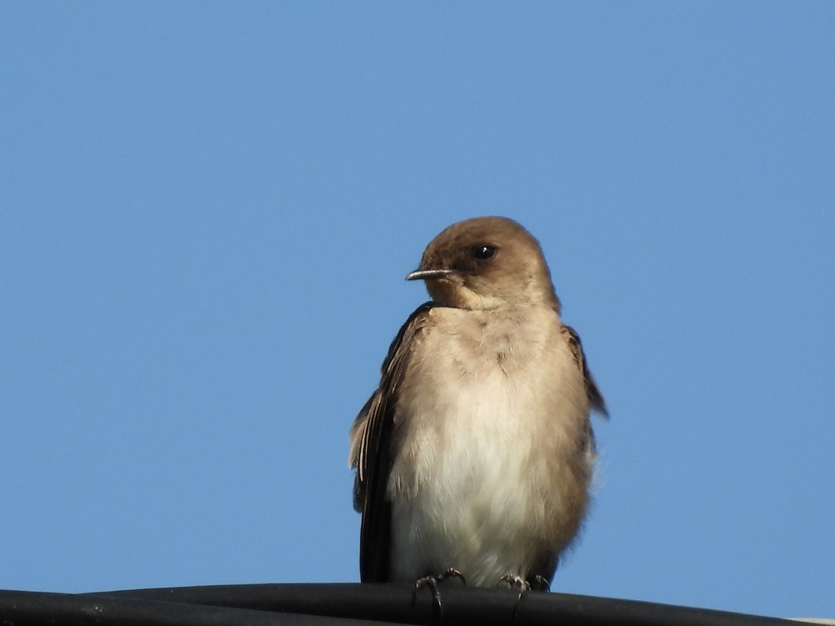 Graukehlschwalbe - ML646896984