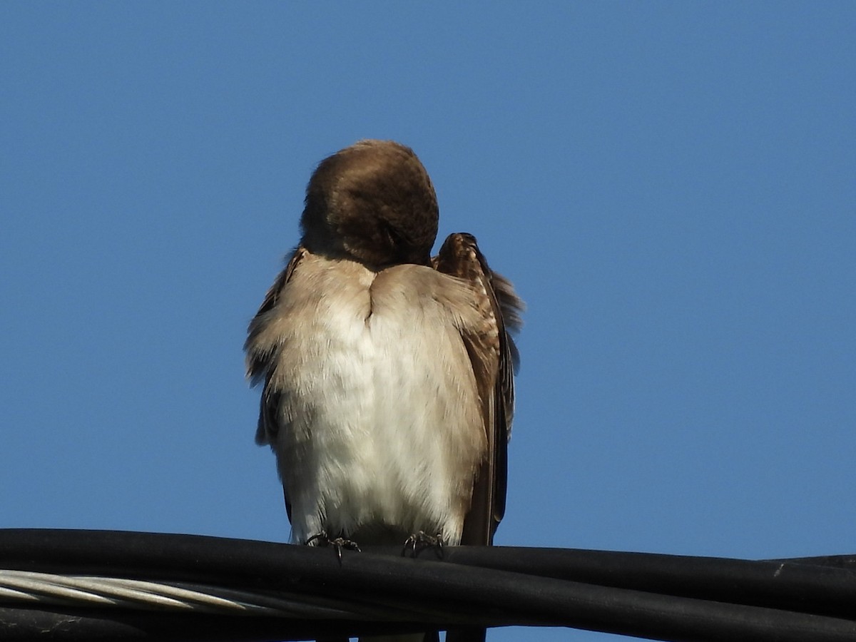 Graukehlschwalbe - ML646896985