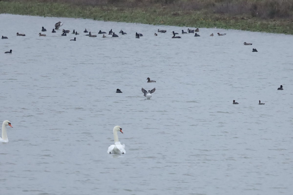 Zwergsäger - ML646896986