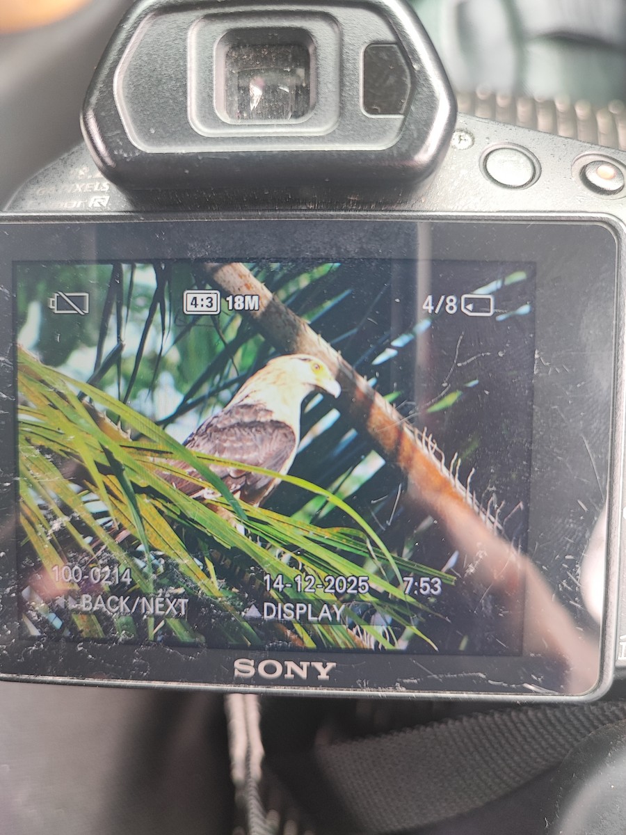 Gelbkopfkarakara - ML646896987