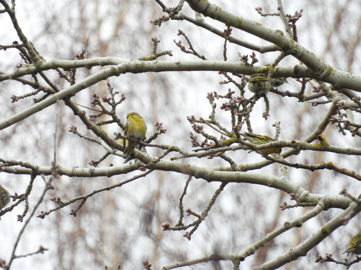 Erlenzeisig - ML646896988