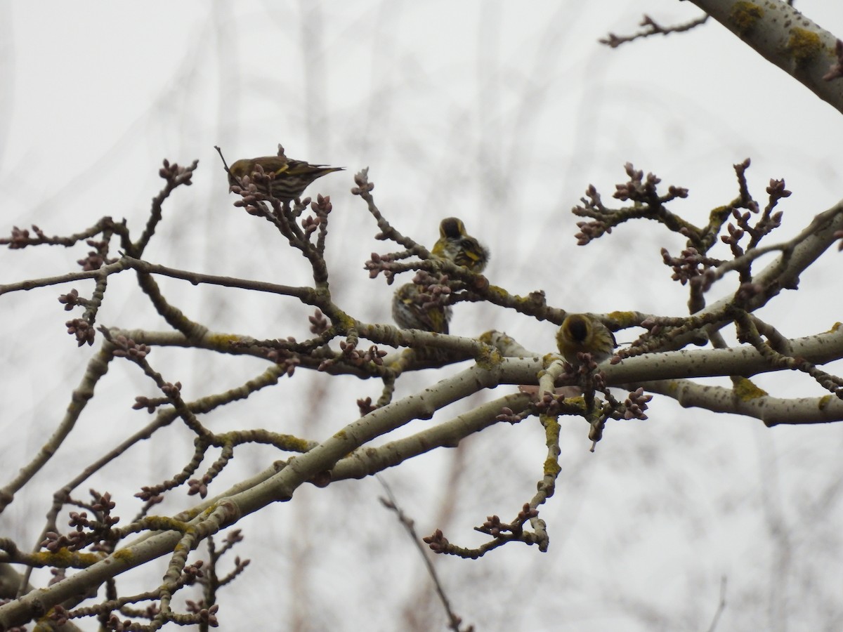 Erlenzeisig - ML646896989