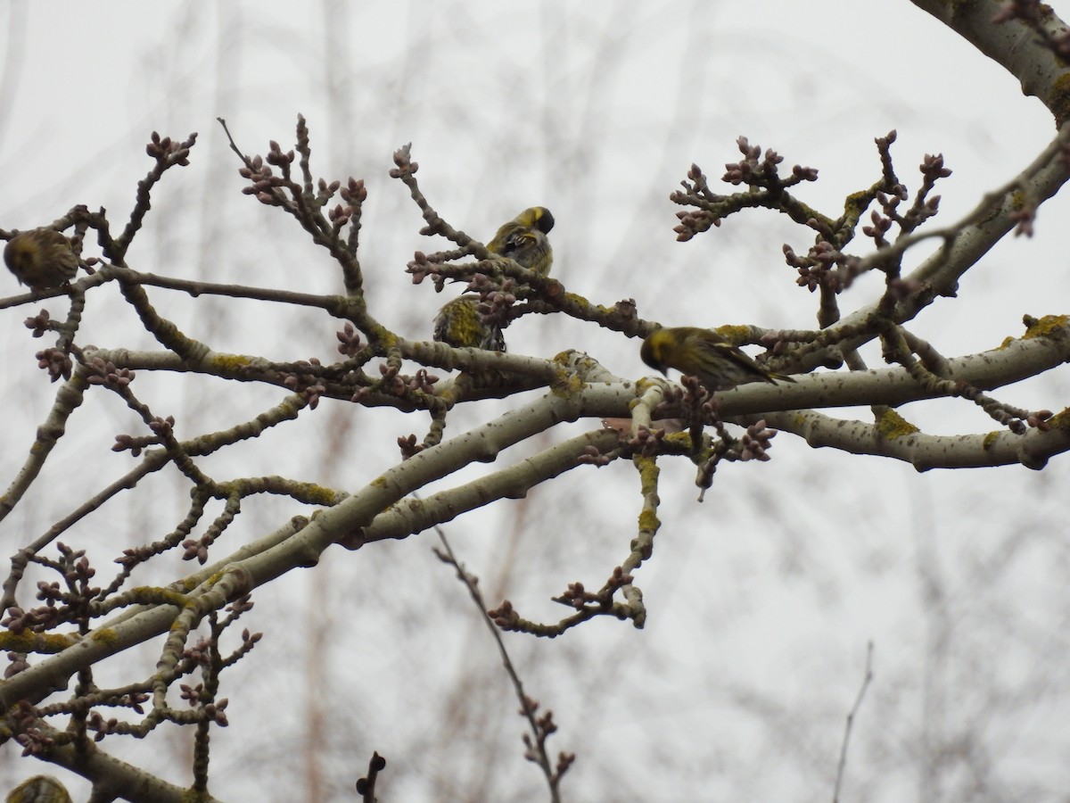 Erlenzeisig - ML646896990