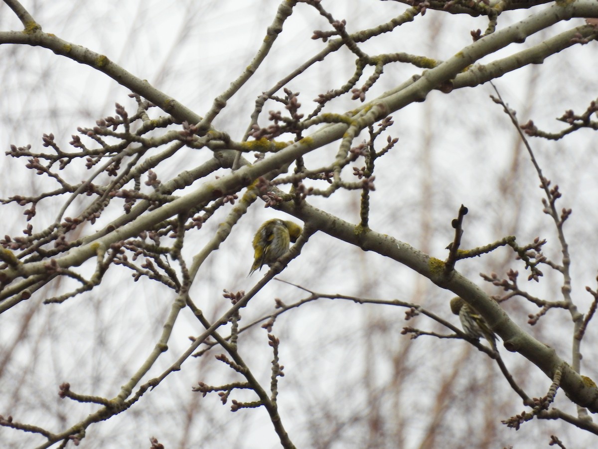 Erlenzeisig - ML646896991