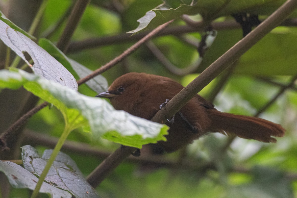 Einfarb-Zaunkönig - ML646896992